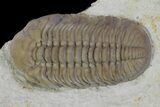 Bargain, Lochovella (Reedops) Trilobite - Oklahoma #137270-2